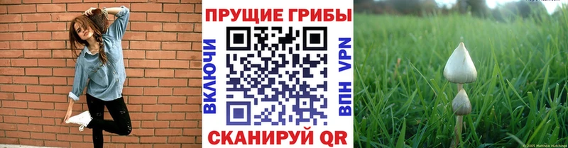 Купить где  Могоча  Псилоцибиновые грибы Cubensis 